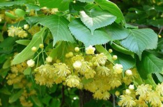 полезные свойства липы