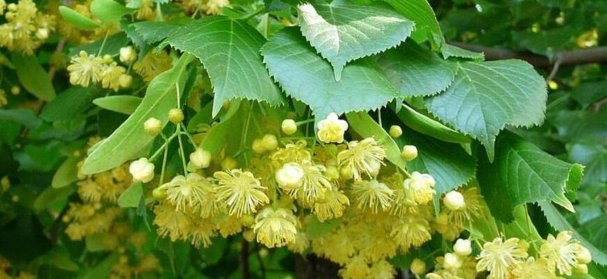 полезные свойства липы