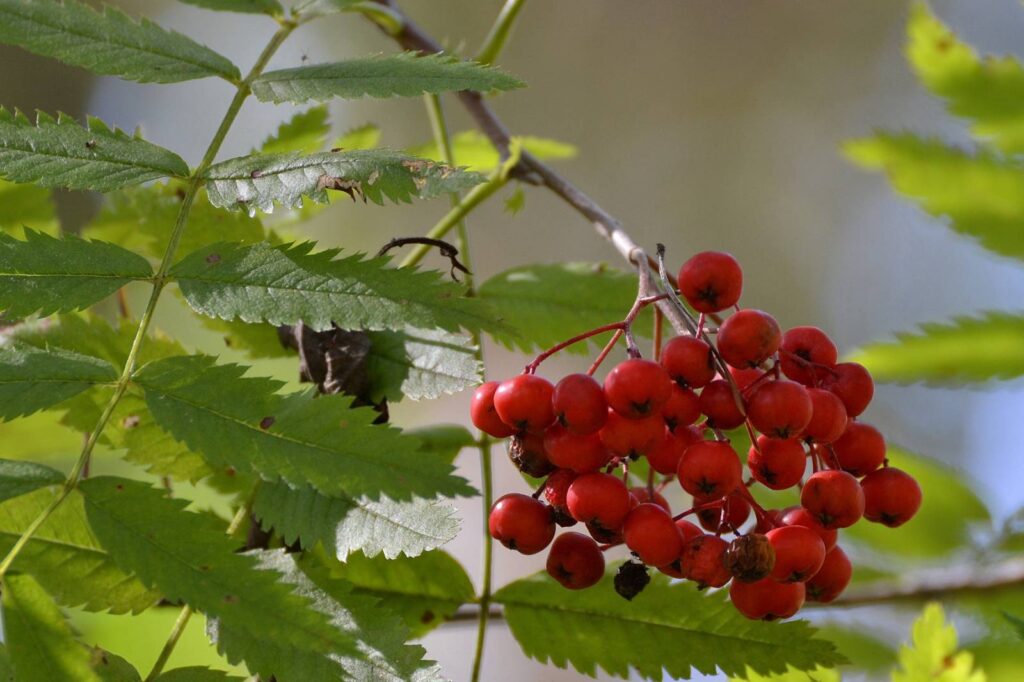 рябина сибирская