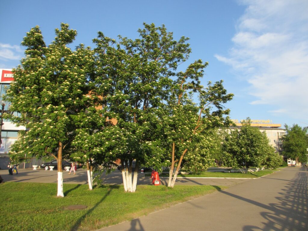 рябина сибирская