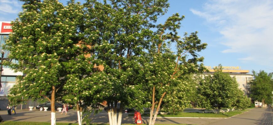 рябина сибирская