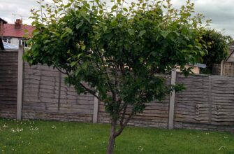 слива домашняя