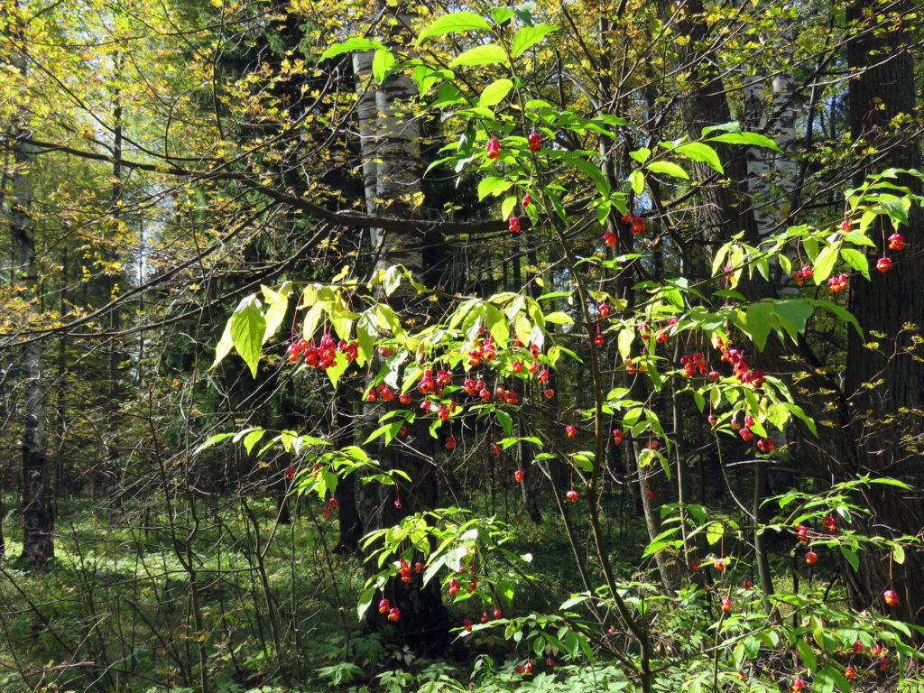 Бересклет бородавчатый