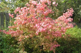 Бересклет бородавчатый