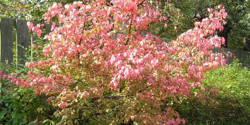 Бересклет бородавчатый