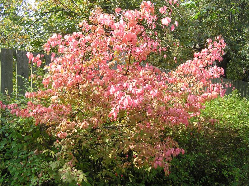 Бересклет бородавчатый