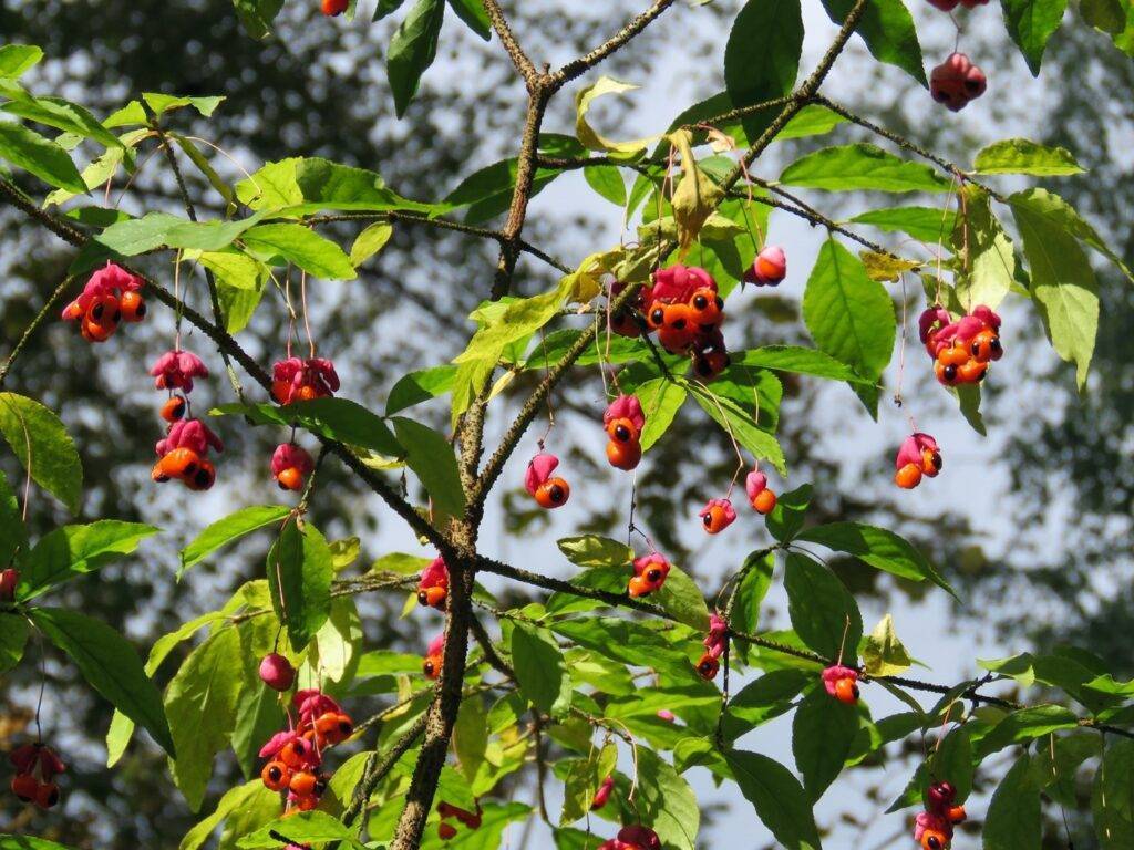 Бересклет бородавчатый