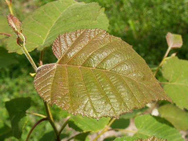 Берёза Максимовича