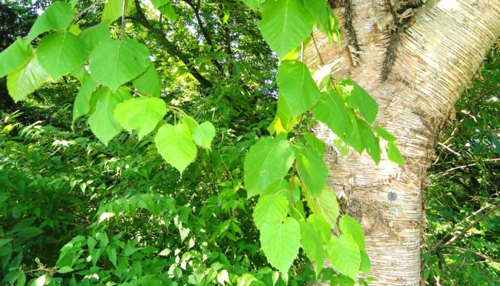 Берёза Максимовича