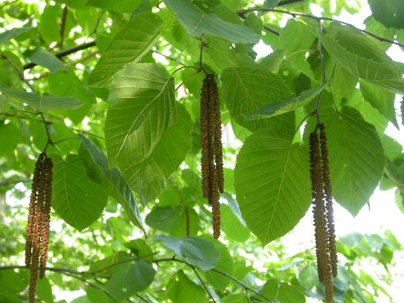 Берёза Максимовича