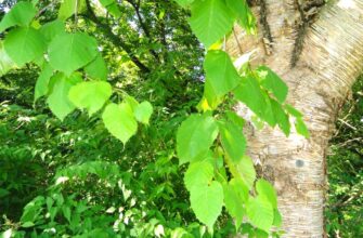 Берёза Максимовича