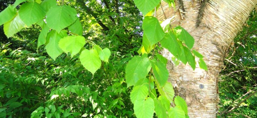 Берёза Максимовича