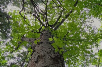 Берёза Шмидта