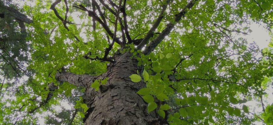 Берёза Шмидта