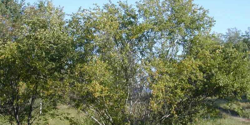 Берёза кустарниковая