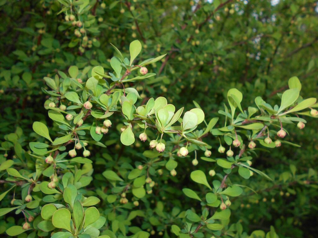 Берёза мелколистная