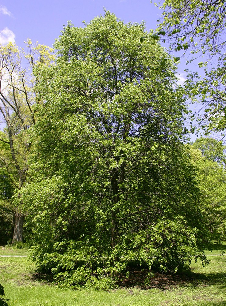 Берёза мелколистная