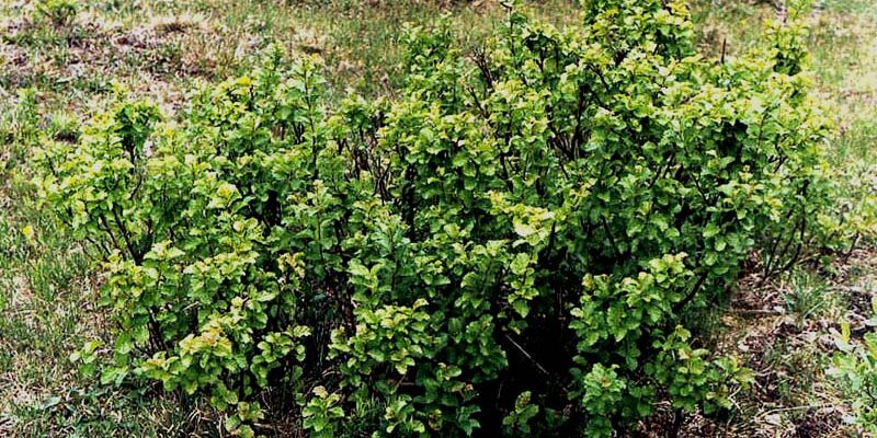 Берёза низкая