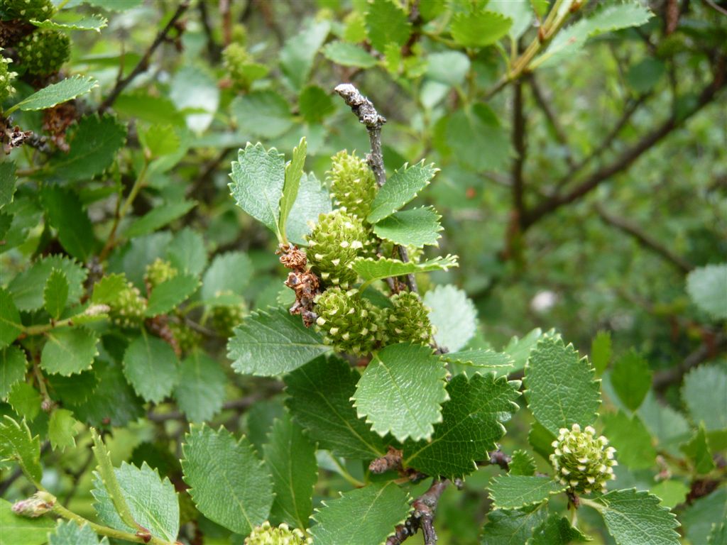 Берёза низкая