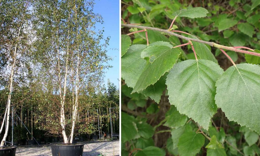 Берёза овальнолистная