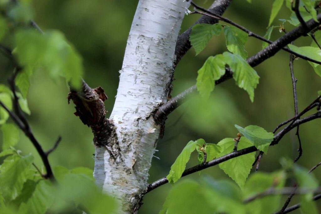 Берёза овальнолистная