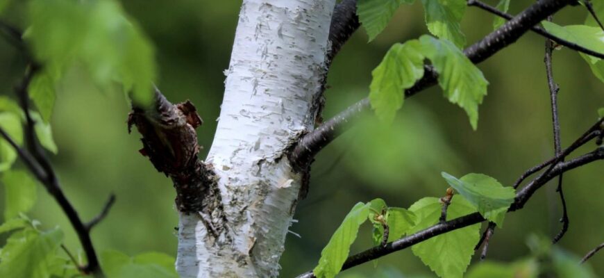 Берёза овальнолистная