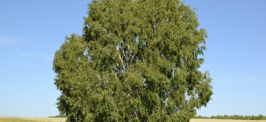 Берёза пушистая