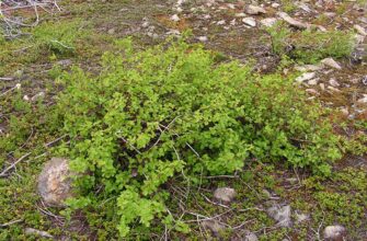 Берёза растопыренная