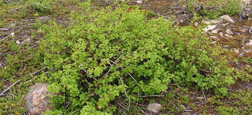 Берёза растопыренная