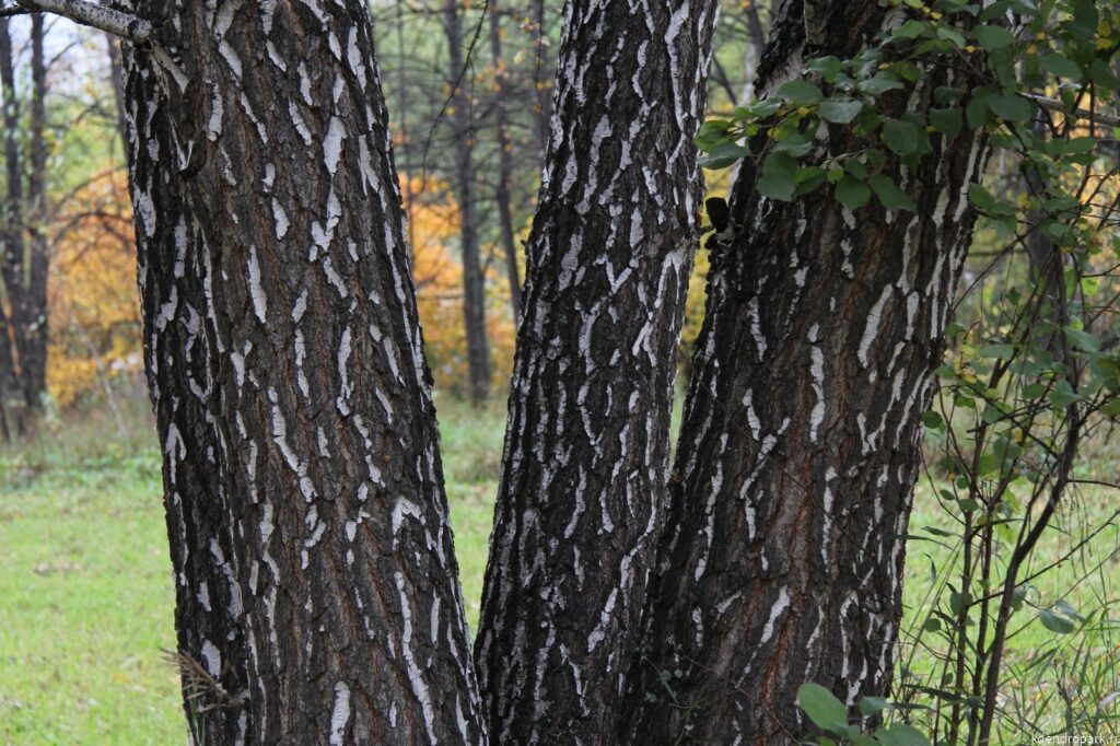 Берёза ребристая