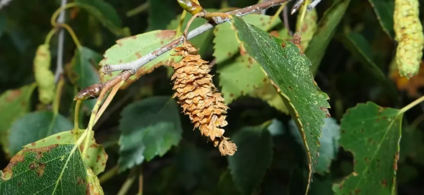 Берёза ребристая