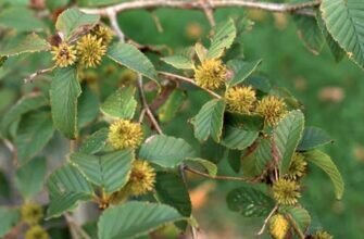 Берёза шаровидносерёжковая