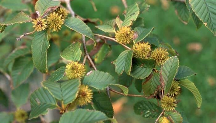 Берёза шаровидносерёжковая