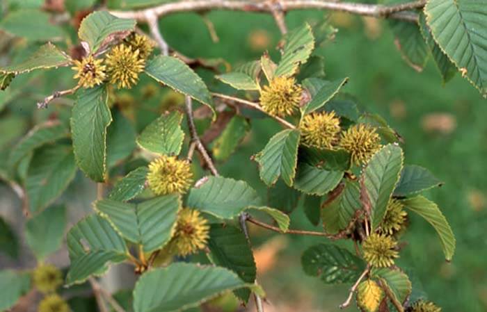 Берёза шаровидносерёжковая