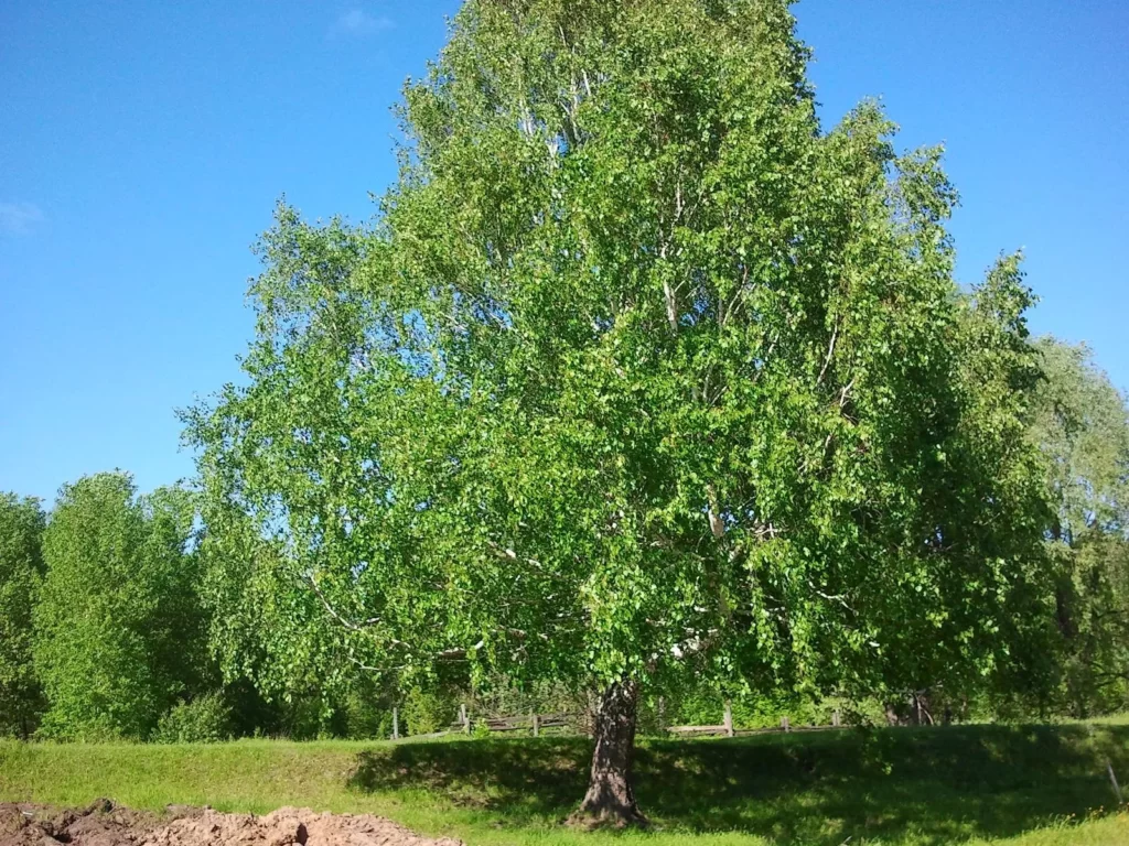 Берёза шерстистая