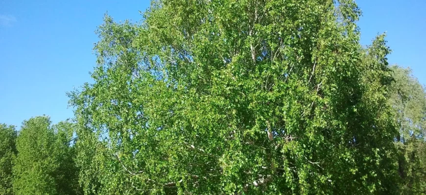 Берёза шерстистая