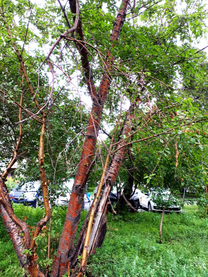 Берёза вишнёвая