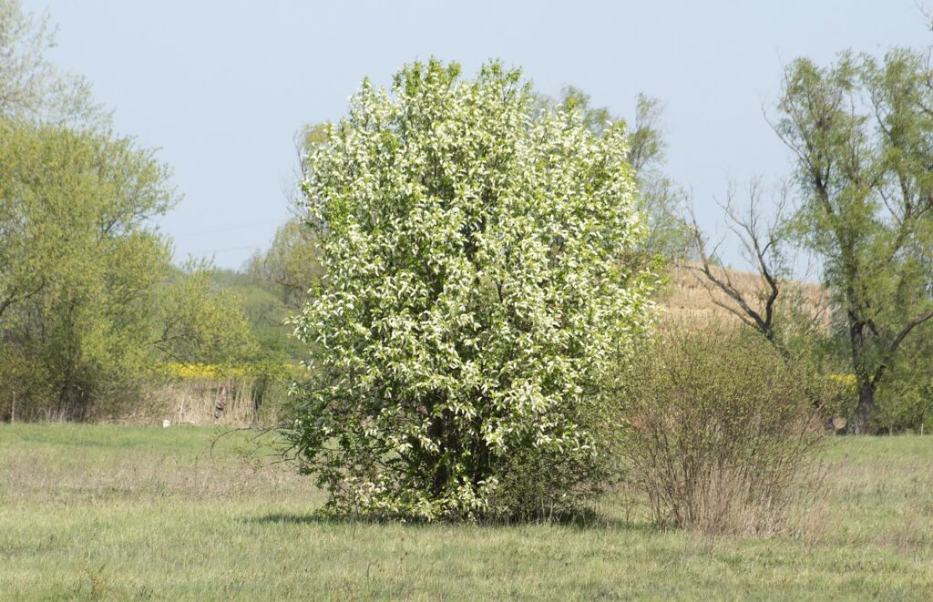 Берёза вишнёвая
