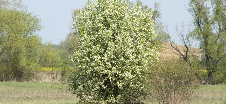 Берёза вишнёвая