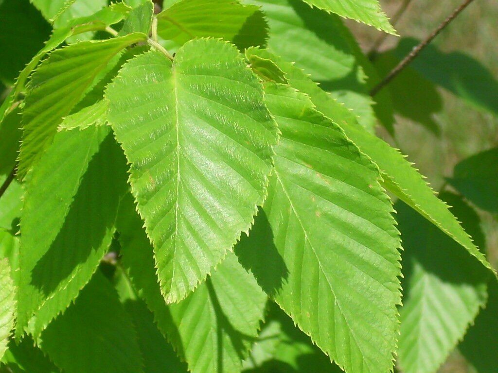 Берёза вишнёвая