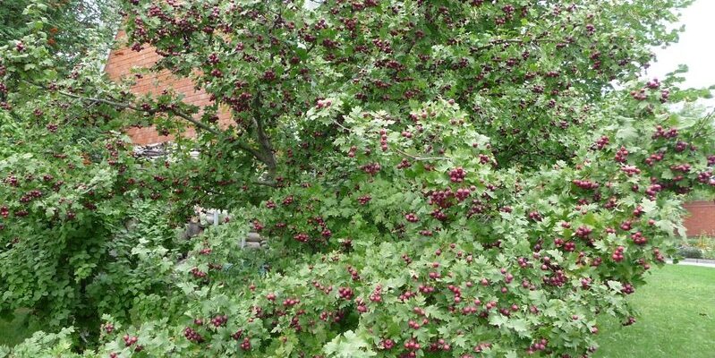 Боярышник кроваво-красный