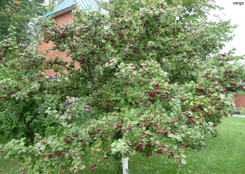 Боярышник кроваво-красный