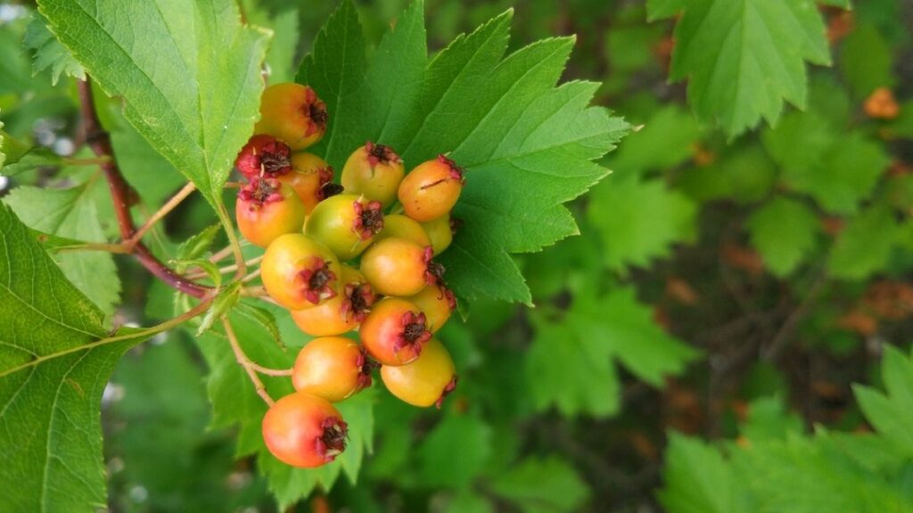 Боярышник отогнуточашелистиковый