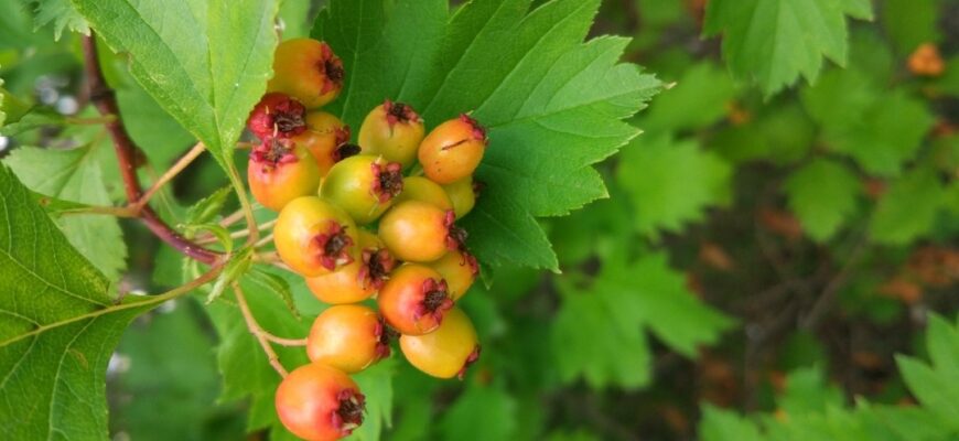 Боярышник отогнуточашелистиковый