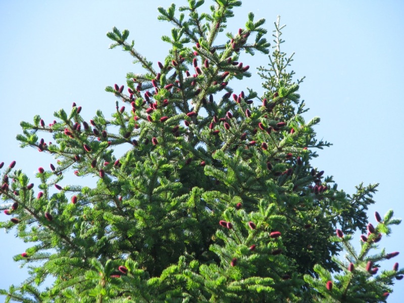 Ель аянская