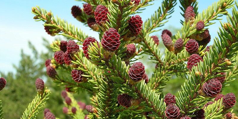 Ель аянская