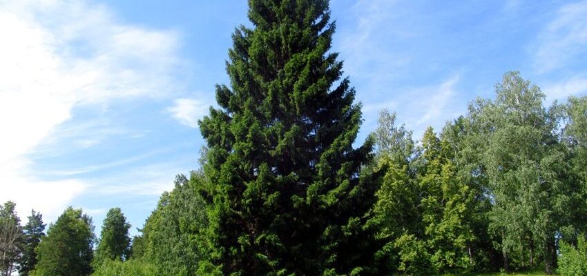 Ель финская