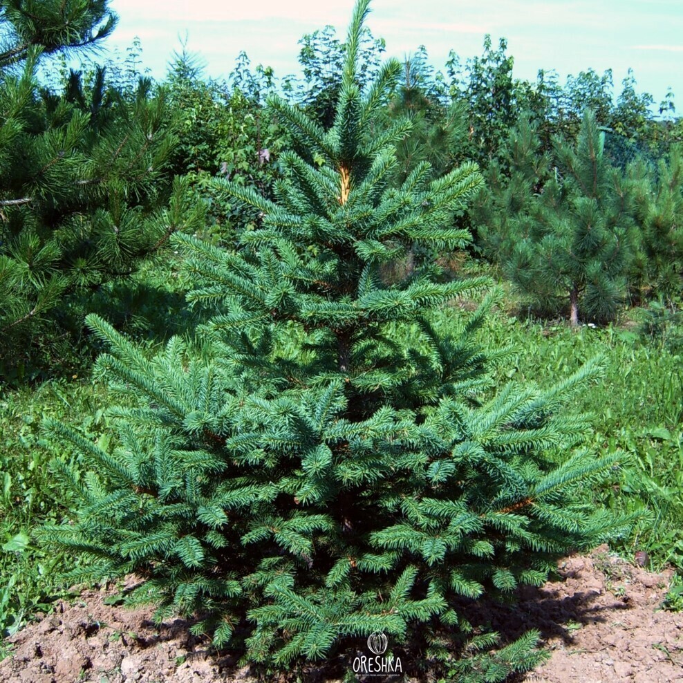 Ель корейская