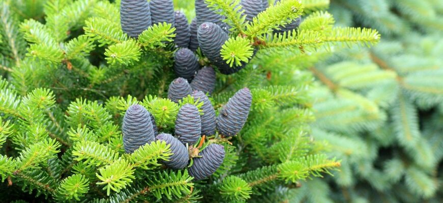 Ель корейская