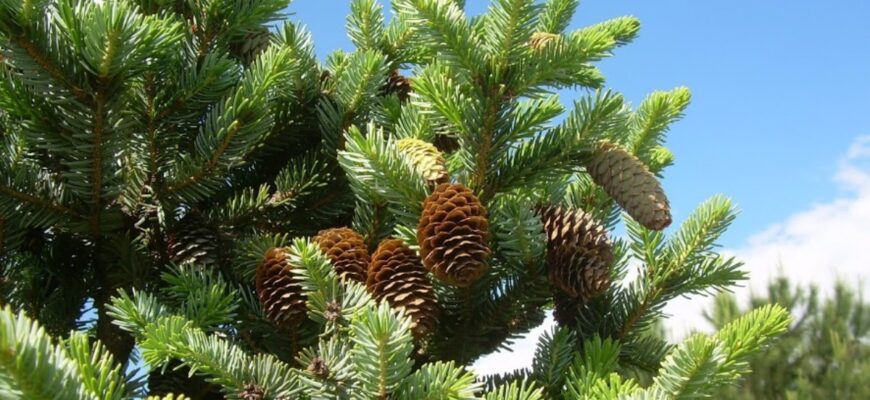 Ель обыкновенная